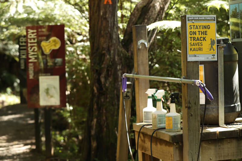 Death of the gods: The woeful response to kauri dieback disease