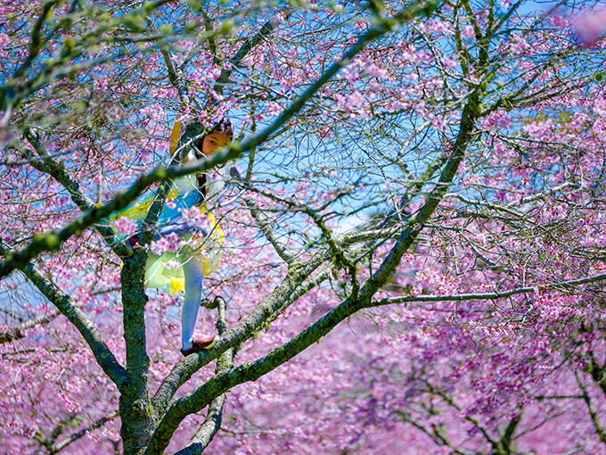 Best of Auckland this week: Cherry blossom festival, Wixii's Big Vintage Sale, and more events