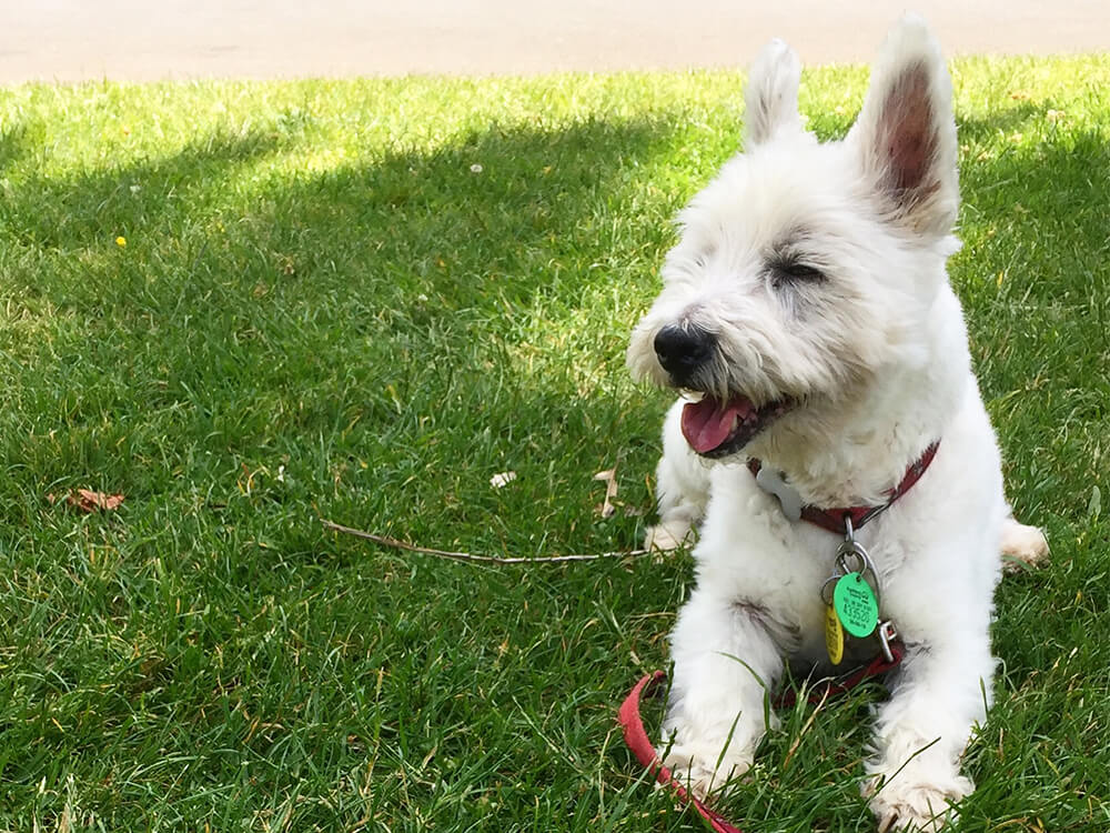 Isolation animals: How Sugaray the westie is helping one Aucklander get through coronavirus lockdown