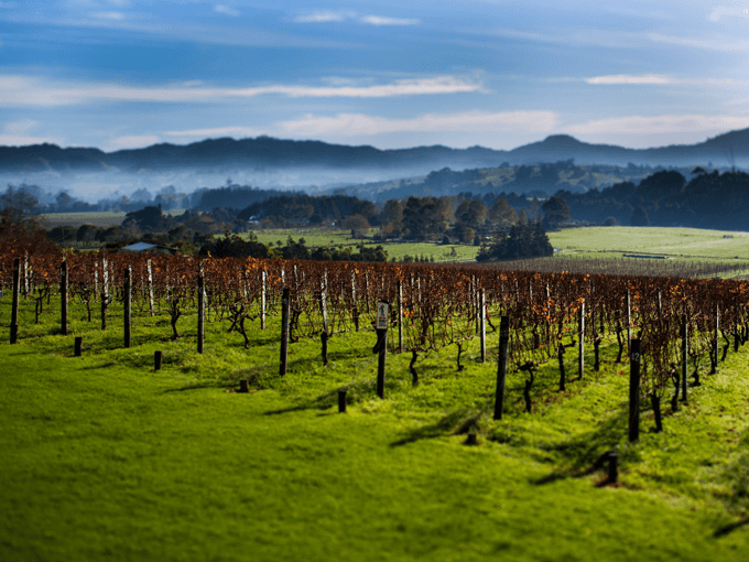 Sip your way around Auckland's vineyards