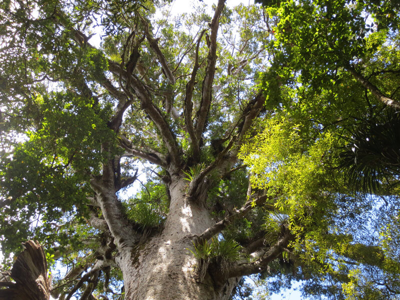 Death of the gods: The woeful response to kauri dieback disease