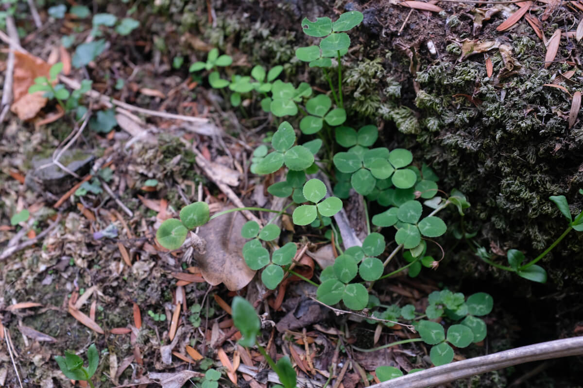 Red clover leaves growing in a park (too late in the season for the flowers). Image: Alex Blackwood.