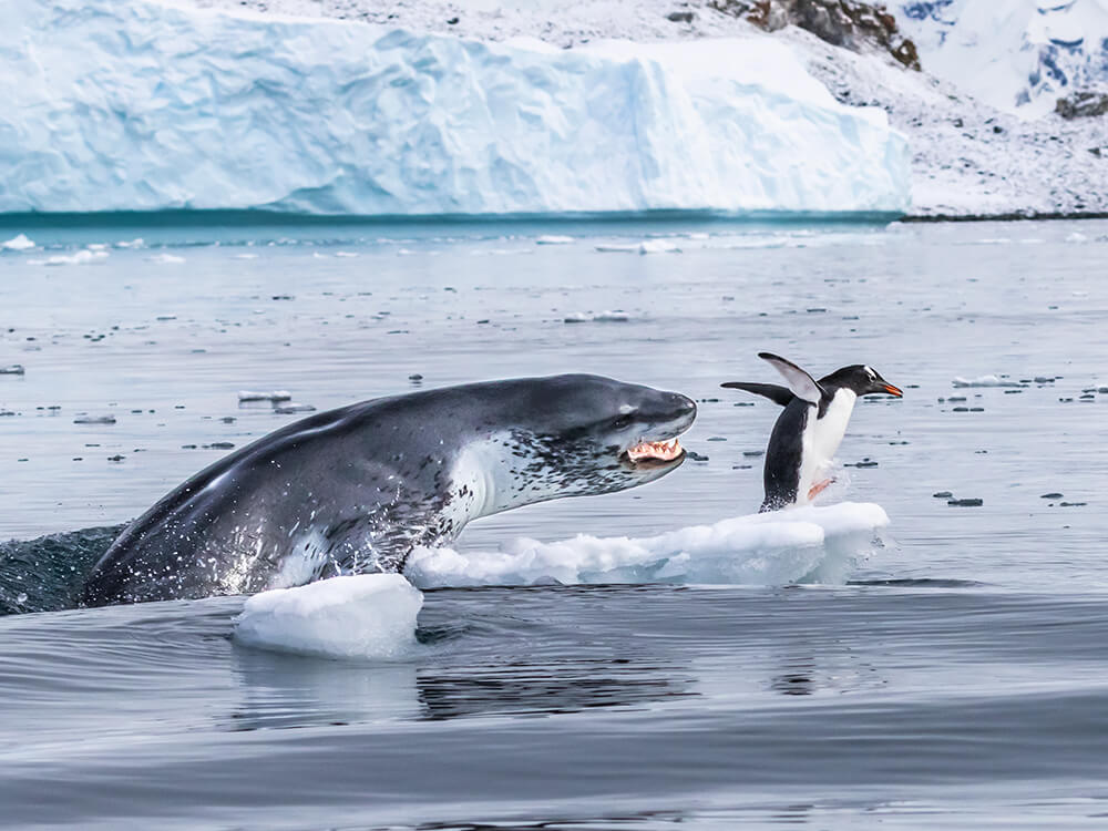 Best of Auckland this week: Mad March Markets, Wildlife Photographer of the Year