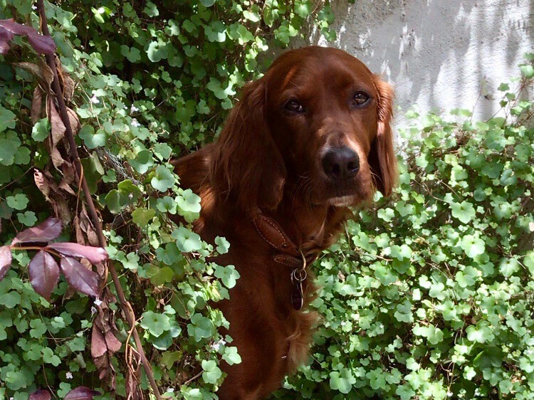 Isolation animals: Bo Derek the Irish setter named after a 70s supermodel (and knows it)