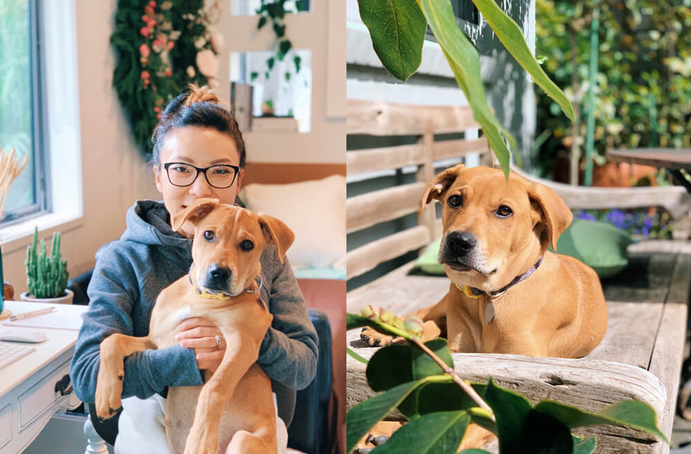 Eddie 'helping' his owner Anne Chen work from home. Photo: Anne Chen