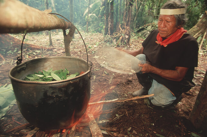 Kissing the serpent: When Sir Bob Harvey tried ayahuasca