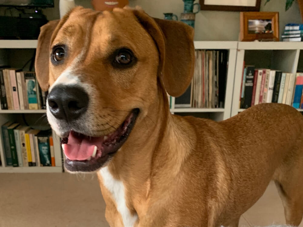 Isolation animals: How Albie the naughty pup is helping this Auckland couple get through coronavirus lockdown