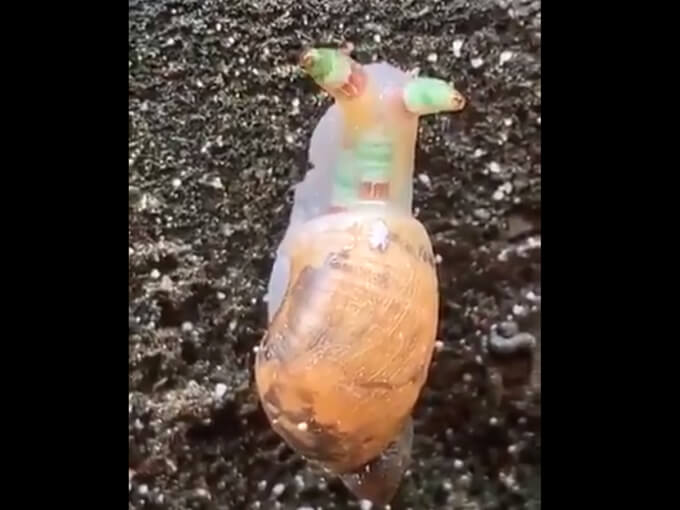 The parasitic zombie snail is an affront to God