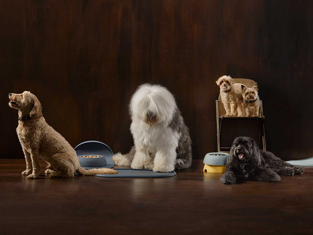 A designer bowl for your furry friend