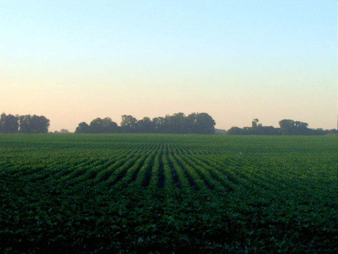 Know your onions: Taking fertile rural land for housing puts our supply of cheap produce at risk