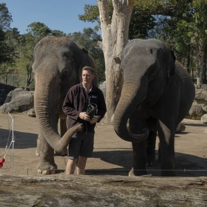 ANJALEE & BURMA, the last of Auckland’s elephants.