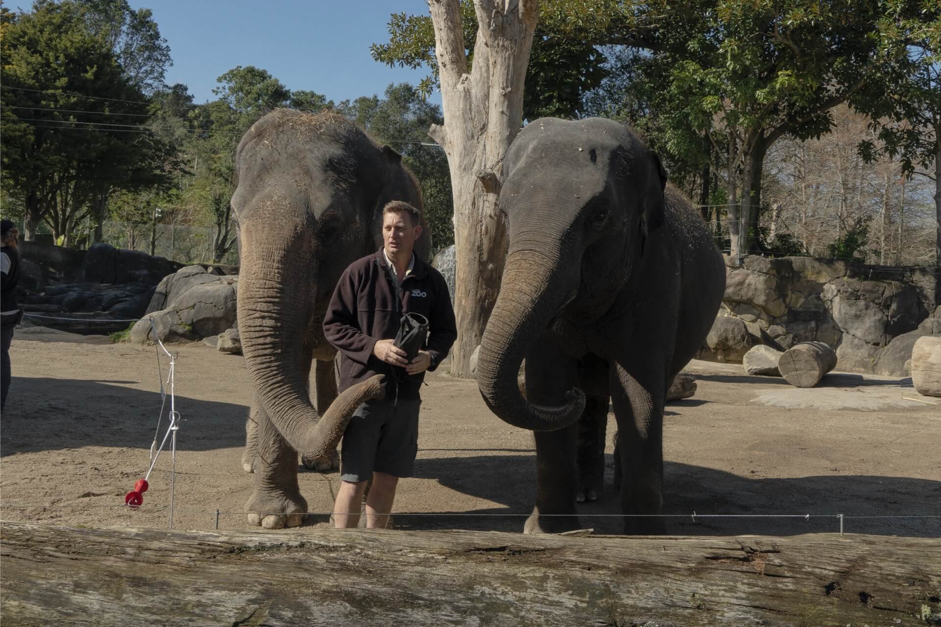 ANJALEE & BURMA, the last of Auckland’s elephants.